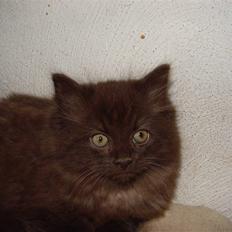 Blanding af racer Nougat