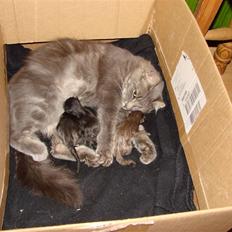 Blanding af racer Nougat