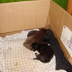 Blanding af racer Nougat