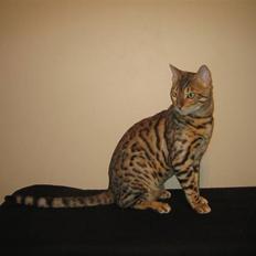 Bengal Ace of Spades RIP