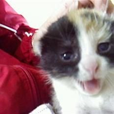 Blanding af racer Ac<3