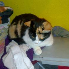 Blanding af racer Ac<3