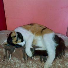 Blanding af racer Ac<3