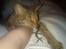 Ocicat Camena 