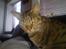 Ocicat Camena 