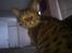Ocicat Camena 