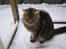 Maine Coon Cosmo 
