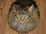 Maine Coon joey