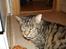 Huskat Piv