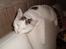 Blanding af racer Feline - tidligere kat. 