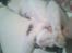 Huskat Baby (/Feya)  23/6-2006 - 28/7-2018. 