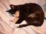 Blanding af racer Nassenberg R.I.P - Sover i sofaen
