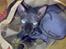 Sphynx Maggie