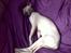 Sphynx Maggie