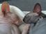 Sphynx Maggie