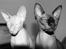 Sphynx Maggie