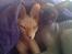 Sphynx Maggie