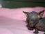 Sphynx Maggie