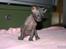 Sphynx Maggie
