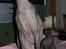 Sphynx Maggie