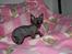 Sphynx Maggie
