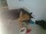 Huskat Biscuit R.I.P - Biscuit og hendes bedste ven...