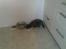 Huskat Biscuit R.I.P - Biller spiser..