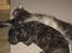Maine Coon obelix Himmelkat - obelix og berta hygger foran brændeovnen