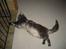 Maine Coon obelix Himmelkat