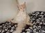 Maine Coon  Bambi  P on ice