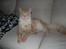 Maine Coon  Bambi  P on ice