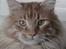 Maine Coon tiger