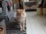Maine Coon tiger