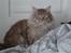Maine Coon tiger