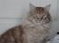 Maine Coon tiger