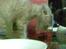 Huskat Mister/Psyko Mis