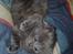 Huskat Gismo R.I.P