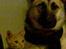 Huskat Mister/Psyko Mis