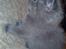 Huskat Gismo R.I.P