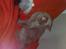 Huskat Gismo R.I.P