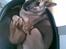 Huskat Mister/Psyko Mis