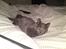 Huskat Gismo R.I.P