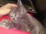 Huskat Gismo R.I.P