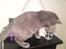Huskat Gismo R.I.P