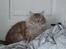 Maine Coon tiger
