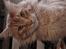 Maine Coon tiger