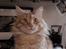 Maine Coon tiger