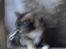 Huskat Nami-Mis (Misser) (Dolly) SOLGT