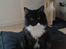Maine Coon Phoebe
