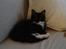 Maine Coon Phoebe